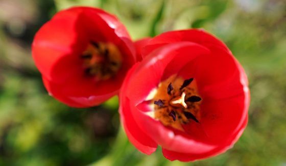 На московских клумбах зацвели первые тюльпаны
